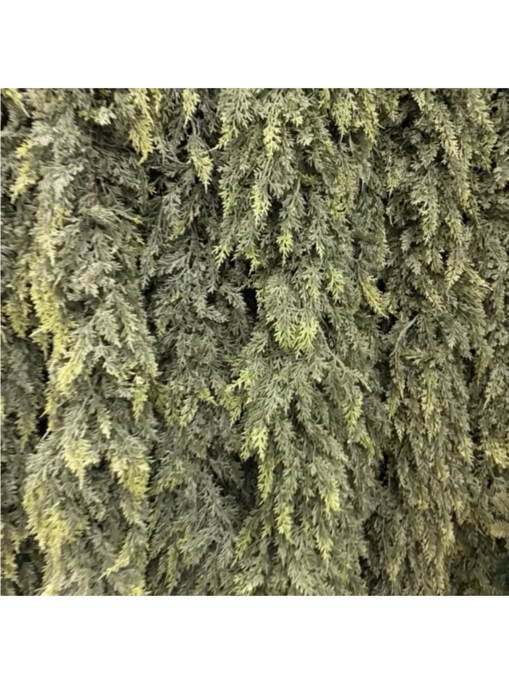 6ft Hobby Lobby Real Touch Cedar Garland